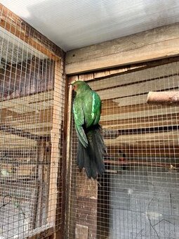 Papagáj kralovsky nelieta