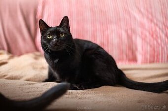 Darujem jemnú čiernu mačičku Nelly - čaká už 4 roky