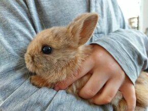 Zakrslý zajačik, zakrslý králik - 1