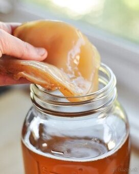 Kombucha násada - SCOBY
