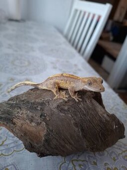 Pagekon Riasnaty