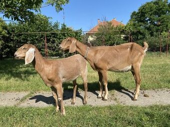 4 mesačná kozička + matka