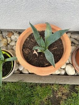 Agave (18cm) v hlinenom crepniku