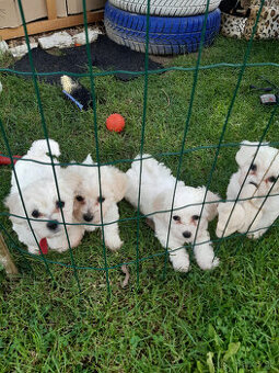 Bišon (bichon)