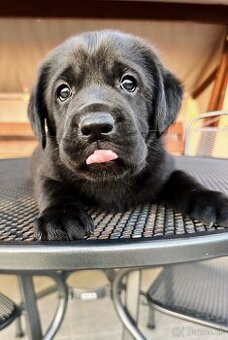 IHNED K ODBĚRU Labradorský Retriever s PP