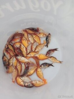 Jazierkove ryby koi - 1