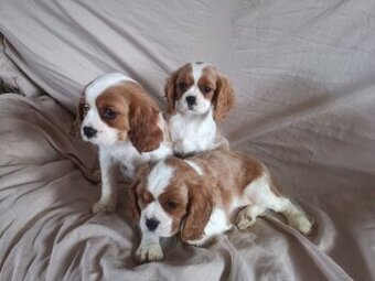 Cavalier Cavalier king Charles spaniel