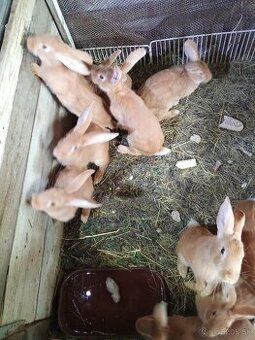 Predám burgundske králiky