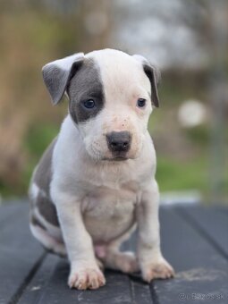 Americký Staford Šteniatka