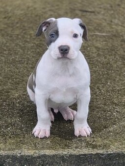 Americký Staford Šteniatka