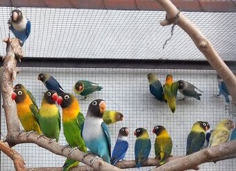 Agapornisy fischeri a škraboškové