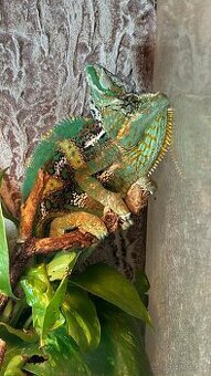 Predam rocneho samceka jemenskeho chameleona