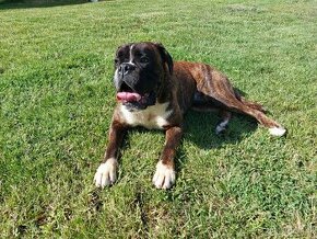 Nemecký boxer Capa Negro na krytie