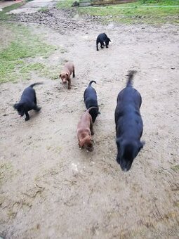 Labrador, šteniatka - 1