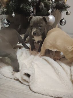 Predám Americký stafford XL