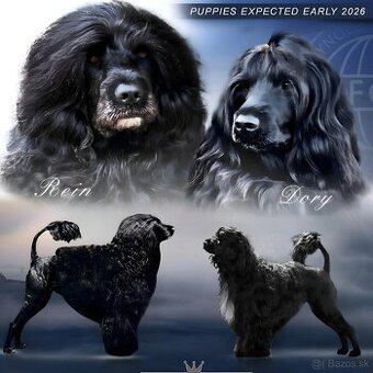 Portugalský vodný pes s PP