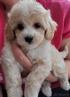 Maltipoo šteniatko psík