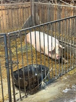 Svine,ošípané,prasata