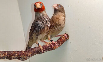 Amadina červenohlavá