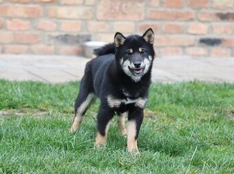 Shiba inu s PP - čierna sučka