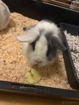 DARUJEM SURNE DVA ZAJACE