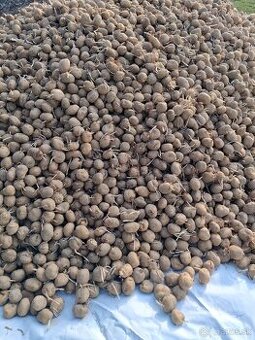 Predam krmne zemiaky