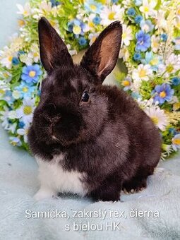 Zakrslý rex s VP - samička čierna s bielou HK