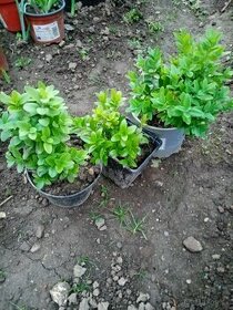 Buxus kruspan