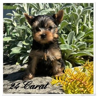 Yorkshire terrier s PP