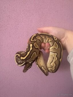 Python regius