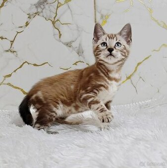 Sepia marbeld bengal boy