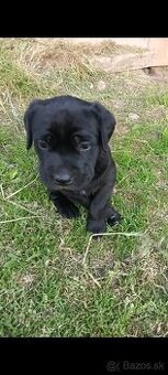 Cane-corzo a labrador