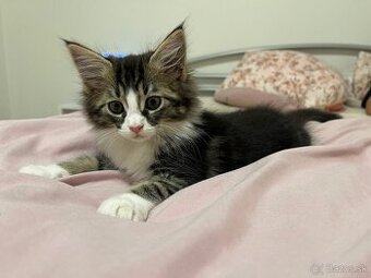 Mainská mývalia - Maine coon