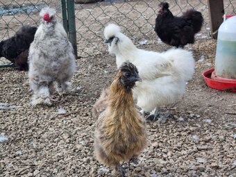 Orpington , hodvábnička, paduánka,miflérka ,araucana