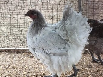 Orpington , hodvábnička, paduánka,miflérka ,araucana