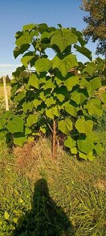 Paulownia  Shan Tong