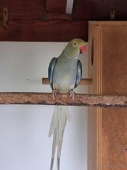 Predám Alexander maly hlava chvost