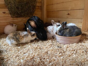 Hyla x Burgundsky x Dalmatinsky rex