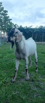 Anglonubijsky capko na krytie