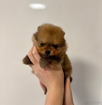 Pomeranian s PP - fenečka