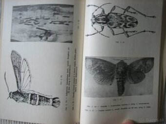 Ochrana topoľov. Hmyz. Huby.