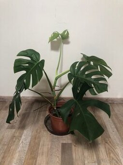 Monstera z