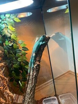 Predam leguana iguana modry