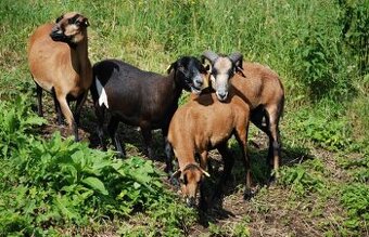 Predam ovce i barancekov