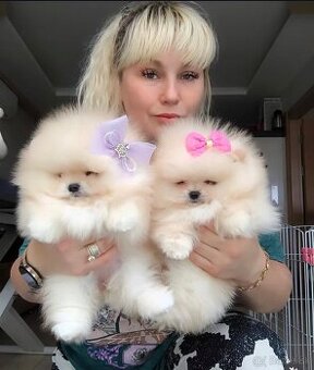 Šteniatka pomeraniana na adopciu.