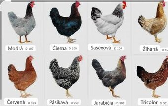 Sliepky nosnice pred znáškou aj v znáške