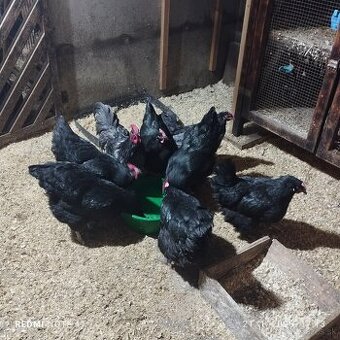 Predám nv austrálorpky