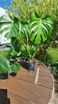 Monstera Deliciosa
