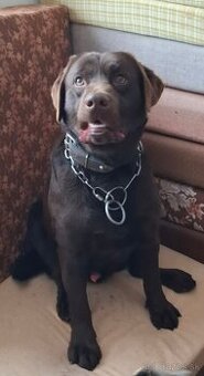 Labrador - pes bez PP.