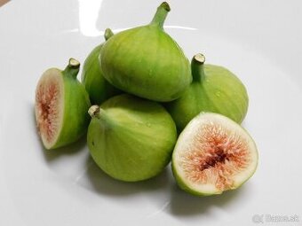 Figa - figovníky